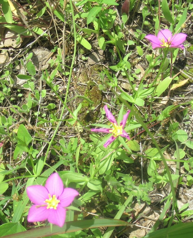 Stately Rose Gentian photo 8