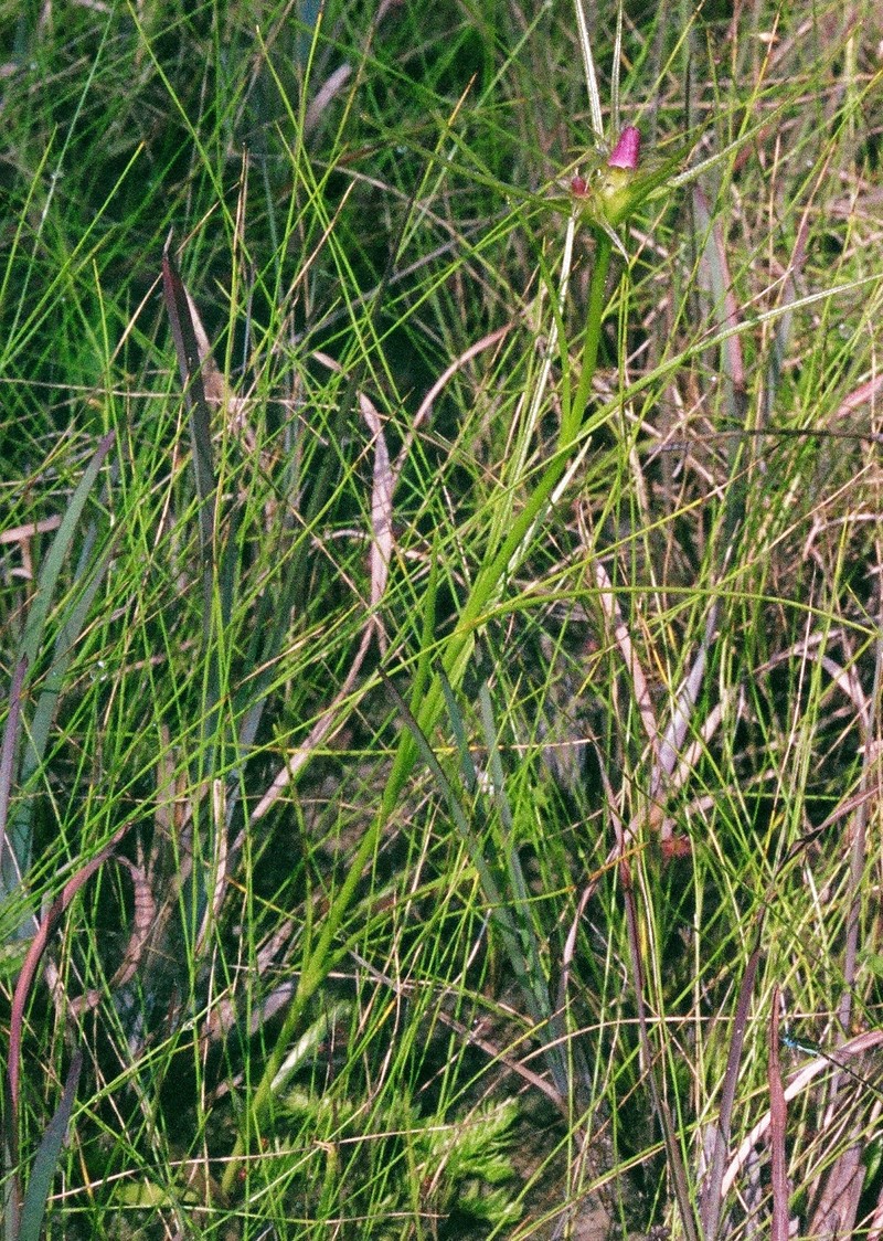 Pinewoods Rose Gentian