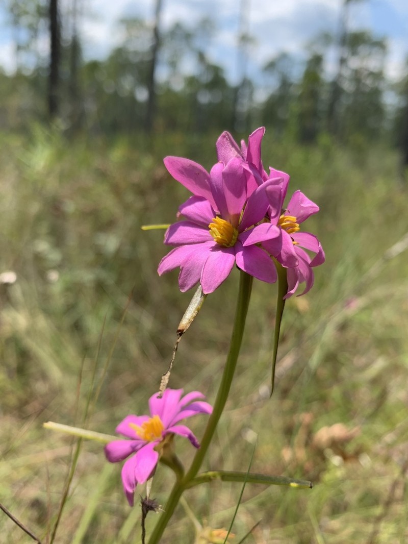 Pinewoods Rose Gentian