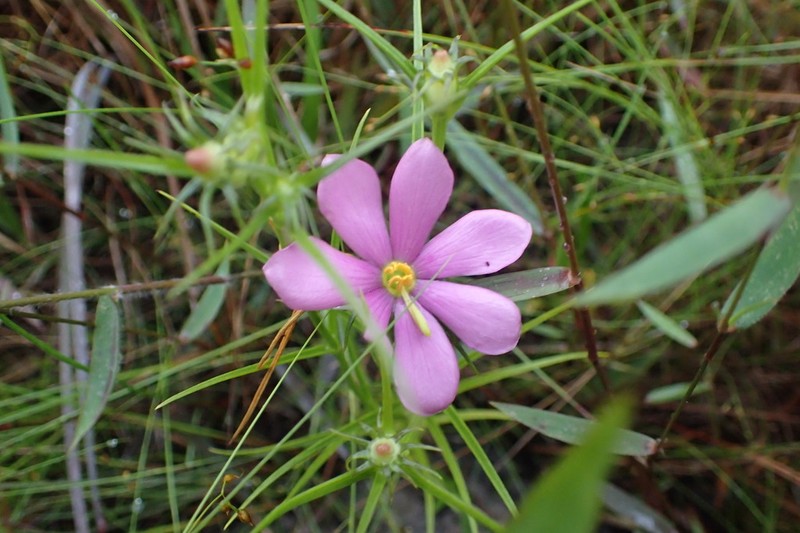 Pinewoods Rose Gentian photo 2