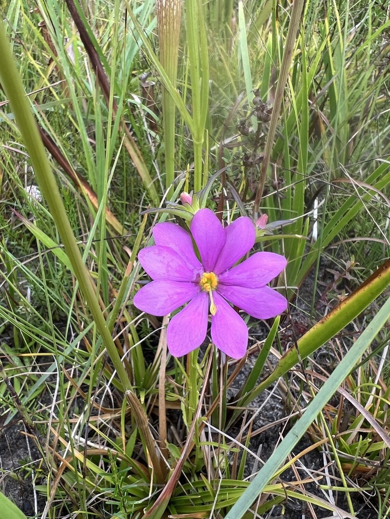 Pinewoods Rose Gentian photo 3