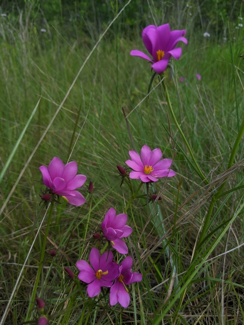 Pinewoods Rose Gentian photo 4