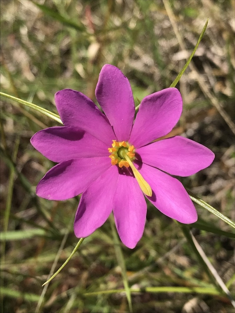 Pinewoods Rose Gentian photo 5