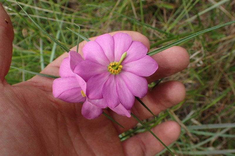 Pinewoods Rose Gentian photo 6