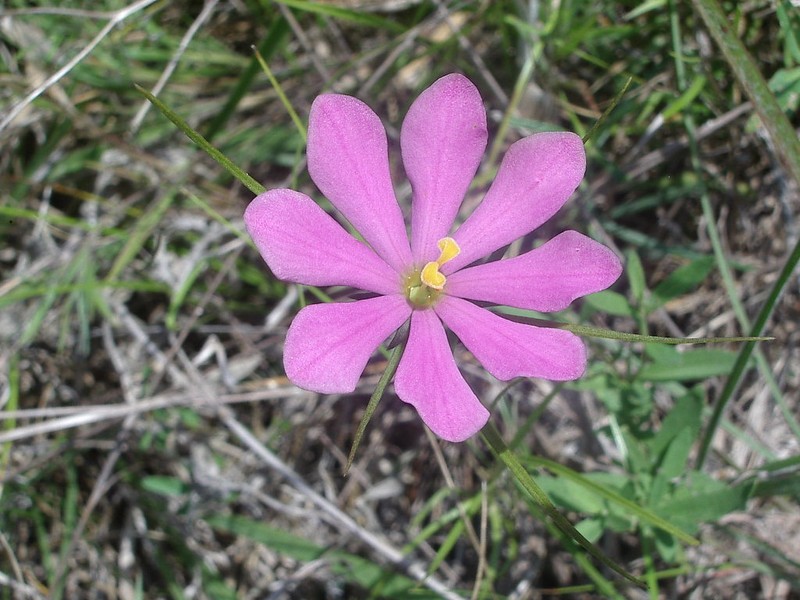 Pinewoods Rose Gentian photo 7