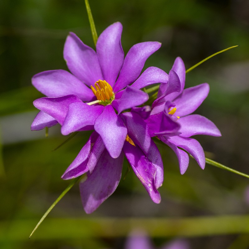 Pinewoods Rose Gentian photo 8