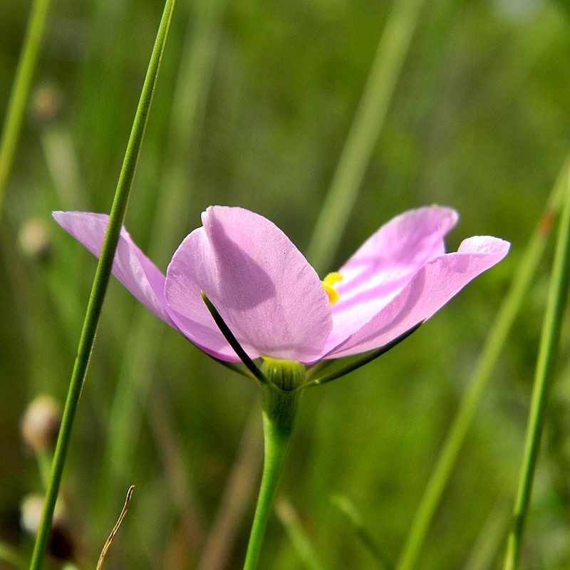 Largeflower Rose Gentian photo 5