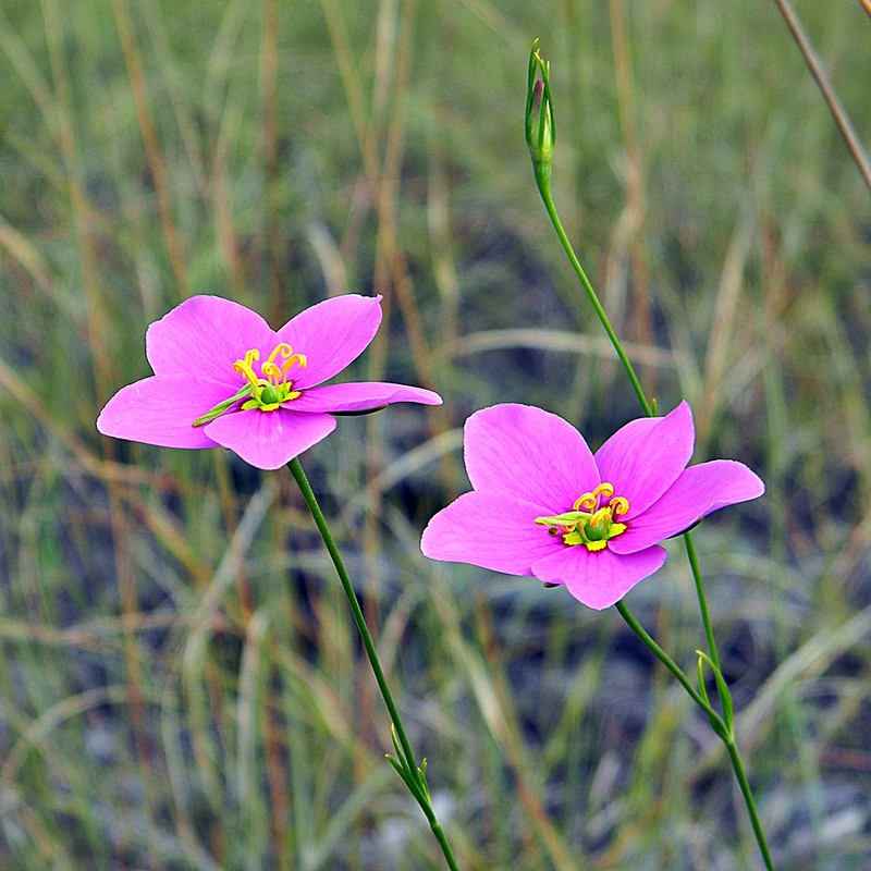 Largeflower Rose Gentian