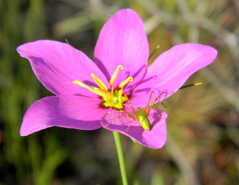 Largeflower Rose Gentian photo 6