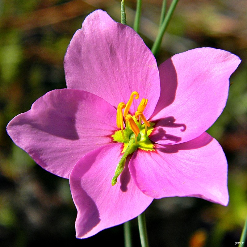 Largeflower Rose Gentian photo 2