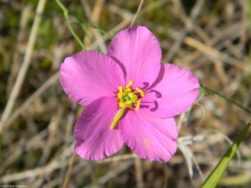 Largeflower Rose Gentian photo 3