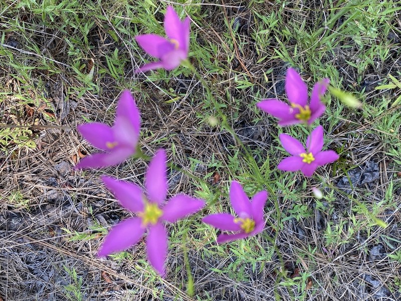 Largeflower Rose Gentian photo 3