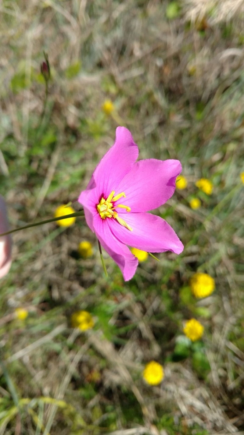 Largeflower Rose Gentian photo 5