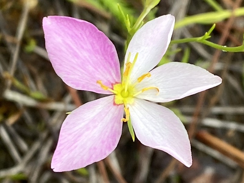 Largeflower Rose Gentian photo 6