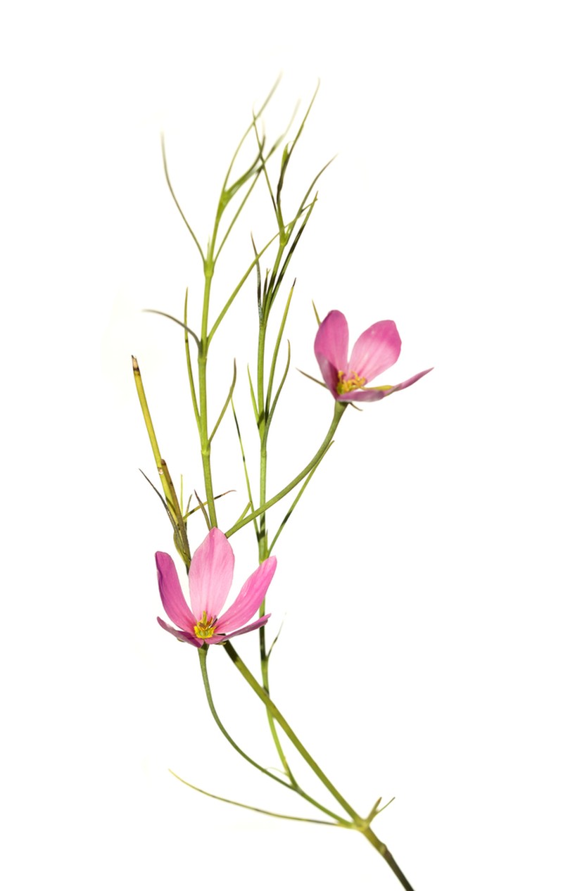 Largeflower Rose Gentian photo 8