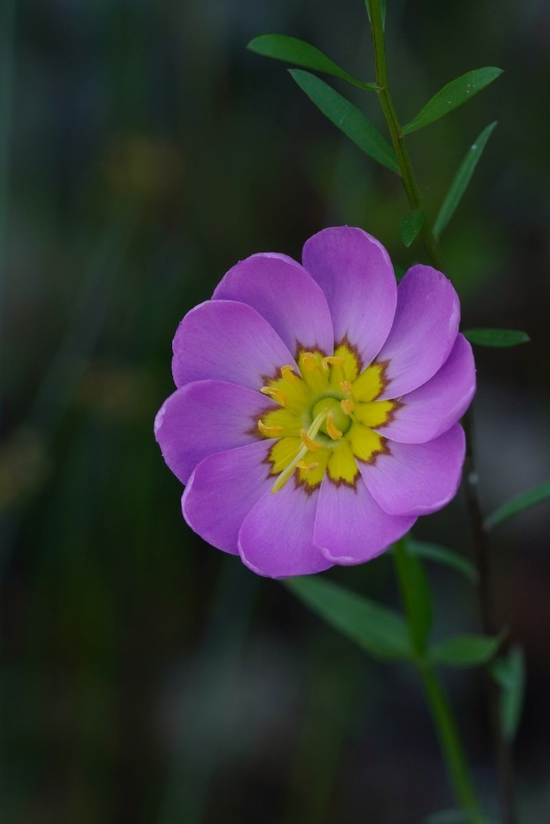 Plymouth Rose Gentian photo 3