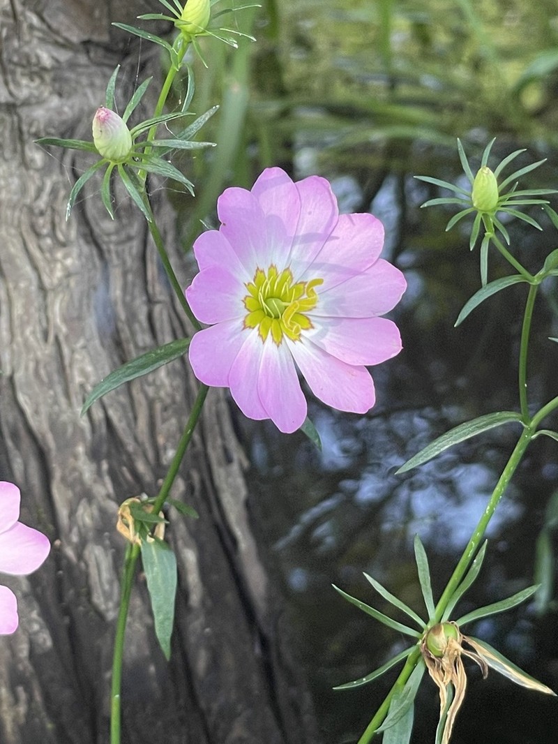 Plymouth Rose Gentian photo 4
