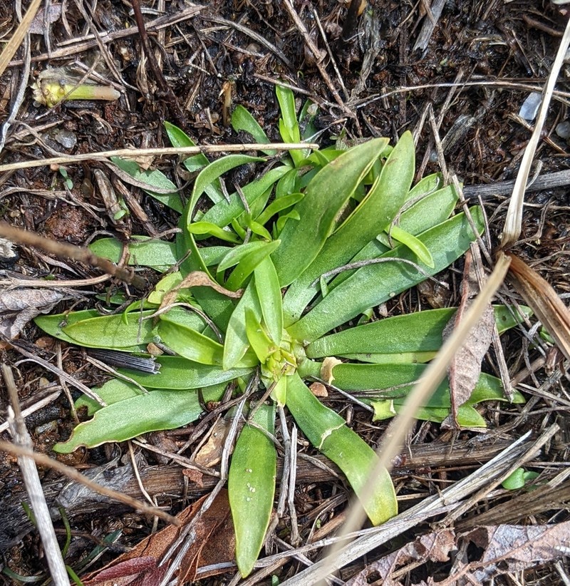 Plymouth Rose Gentian photo 7