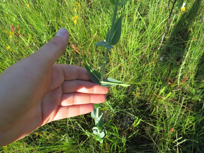 Largeleaf Rose Gentian photo 7