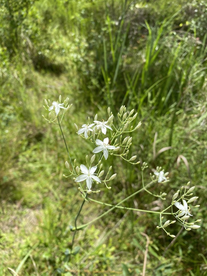 Sabatia macrophylla var. macrophylla photo 4