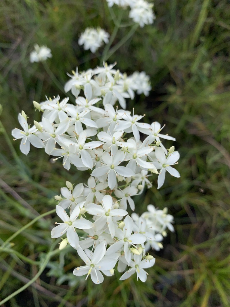 Sabatia macrophylla var. recurvans