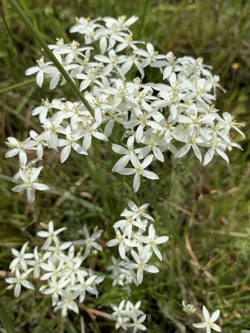 Sabatia macrophylla var. recurvans photo 2