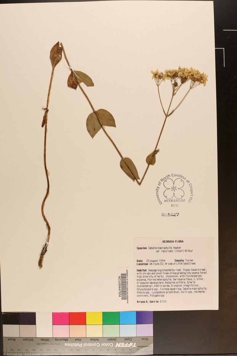 Sabatia macrophylla var. recurvans photo 3
