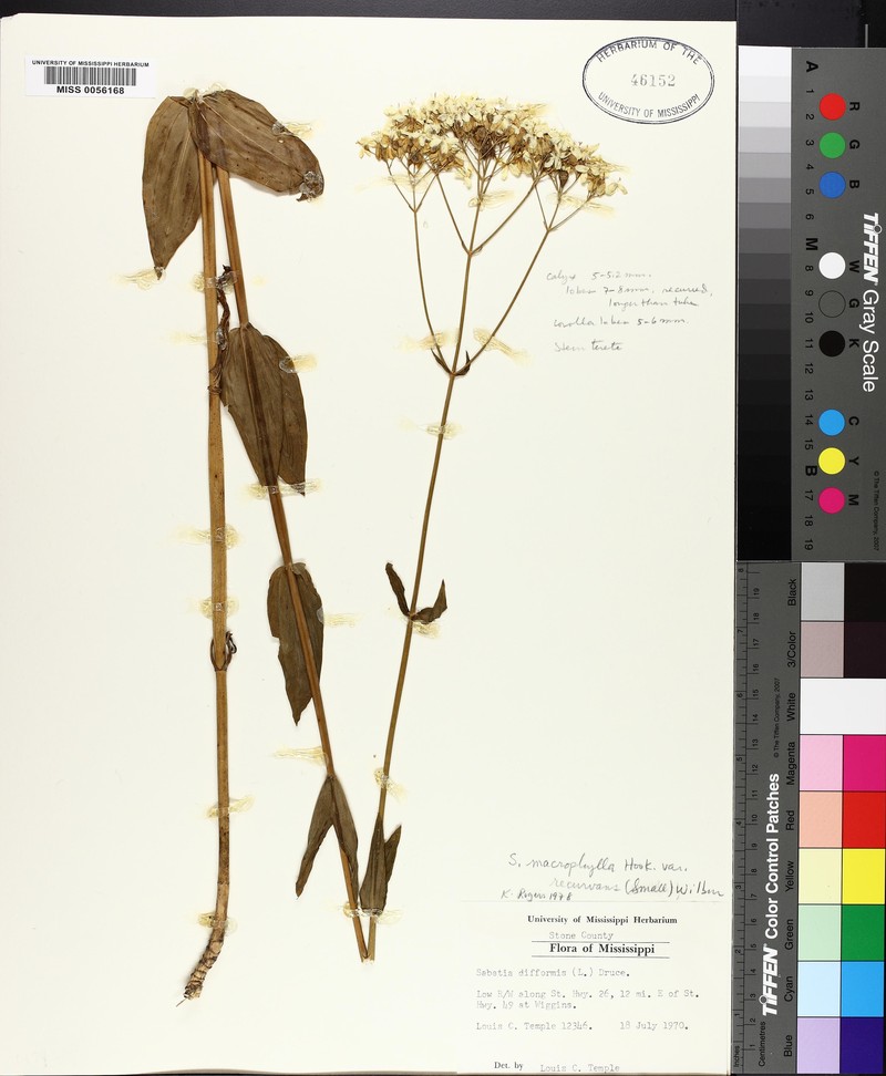 Sabatia macrophylla var. recurvans photo 4
