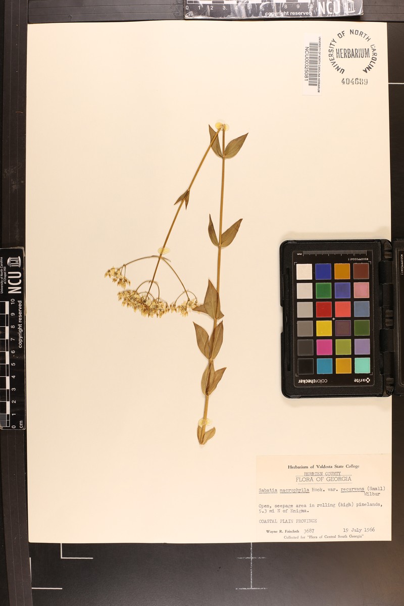 Sabatia macrophylla var. recurvans photo 5