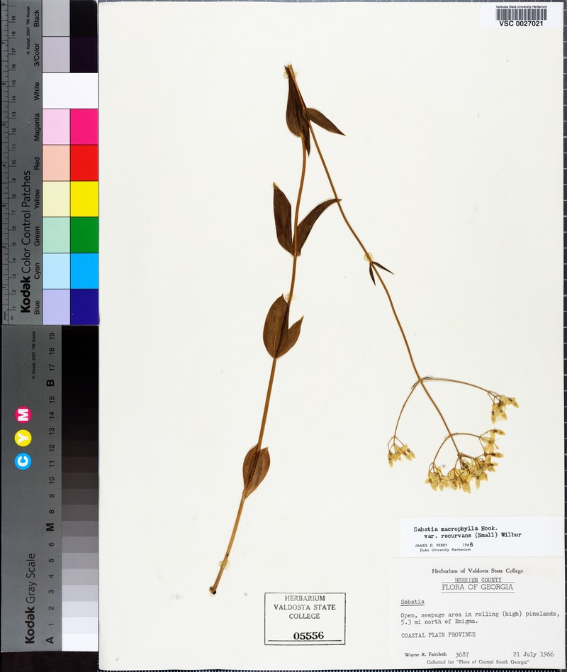 Sabatia macrophylla var. recurvans photo 6