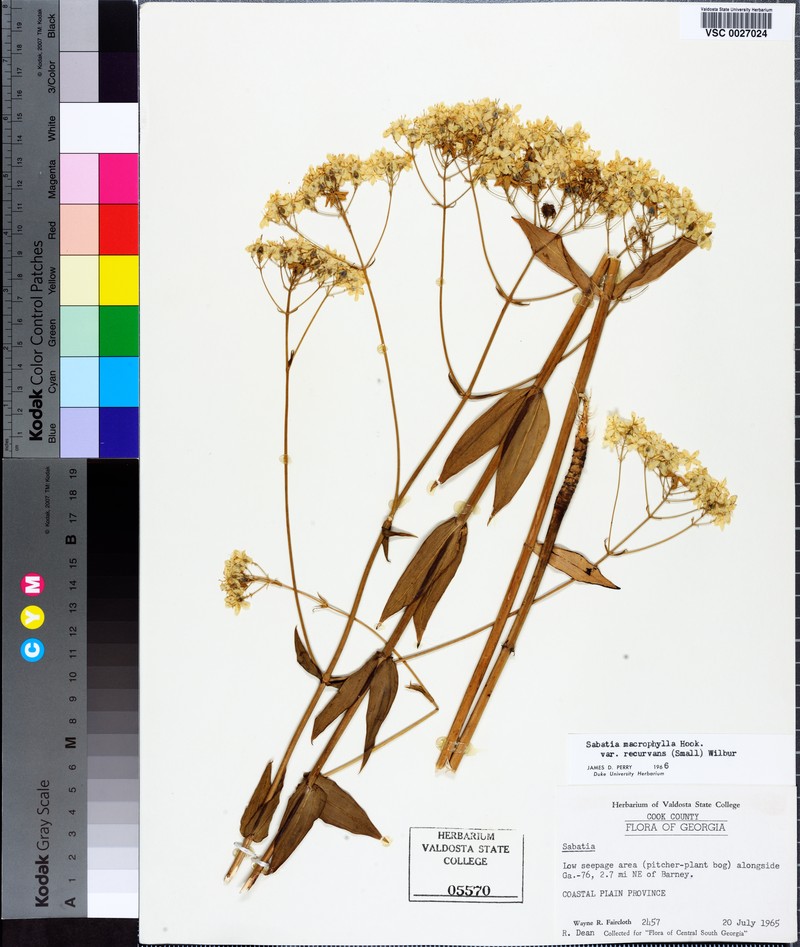 Sabatia macrophylla var. recurvans photo 8