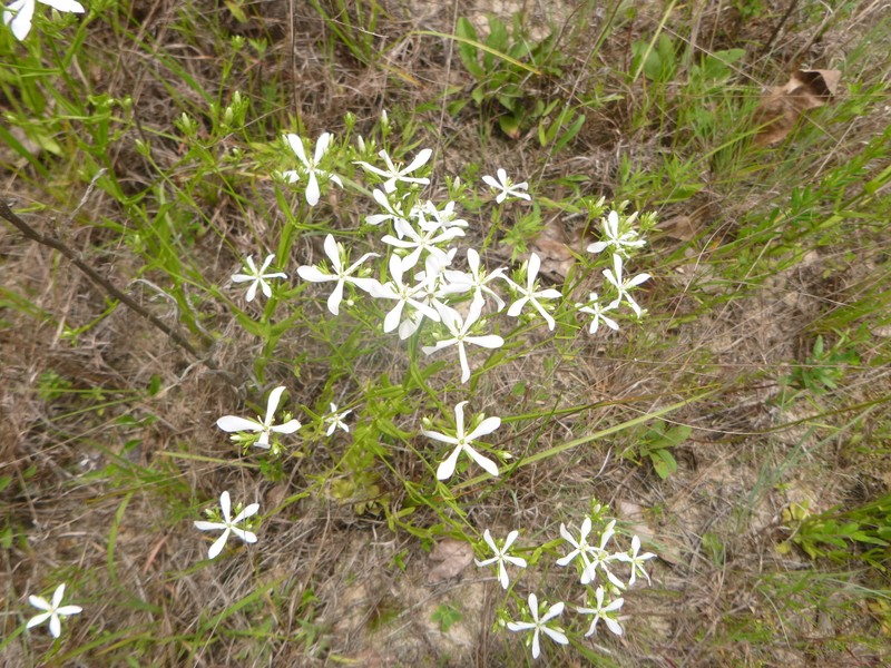 Fourangle Rose Gentian