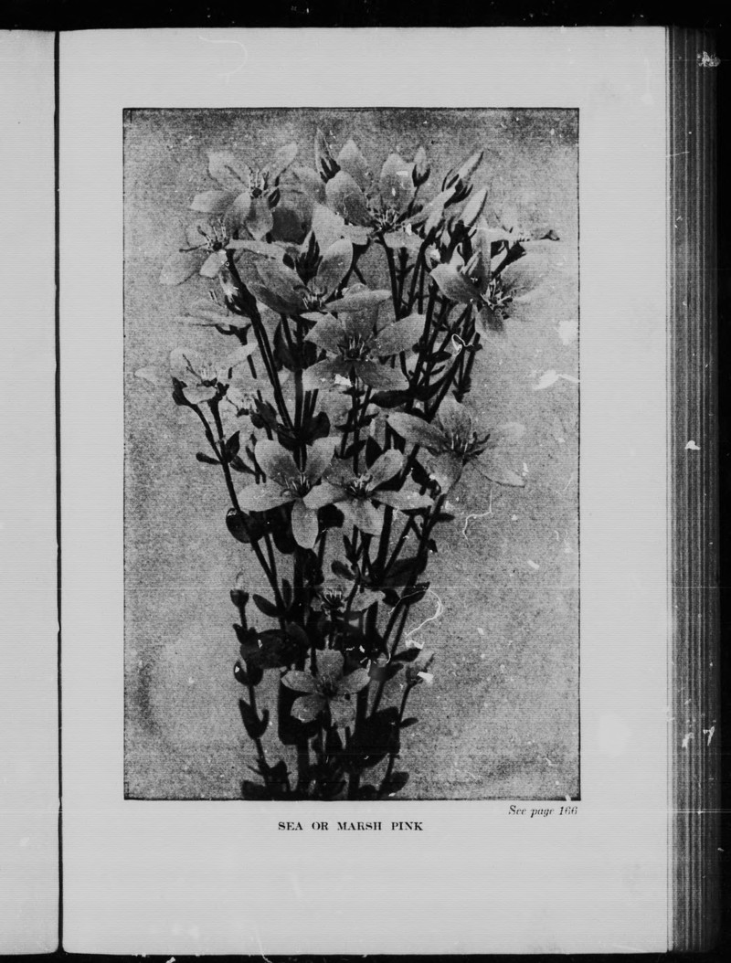 Rose Of Plymouth photo 5
