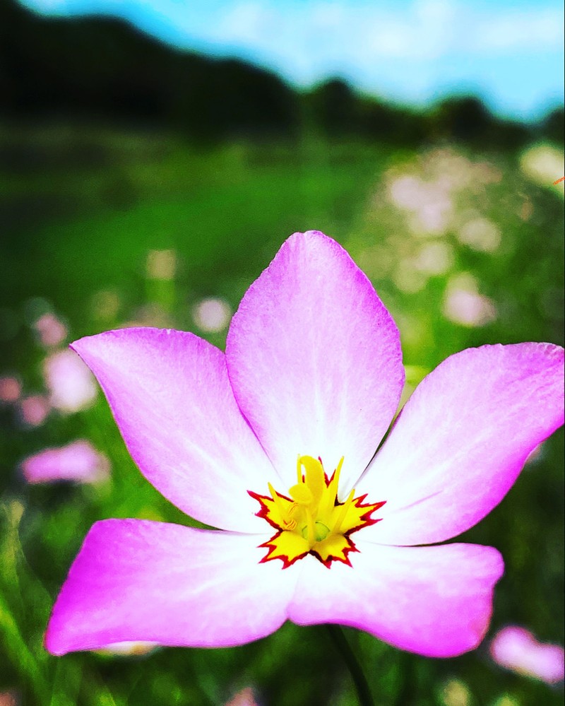 Rose Of Plymouth photo 3