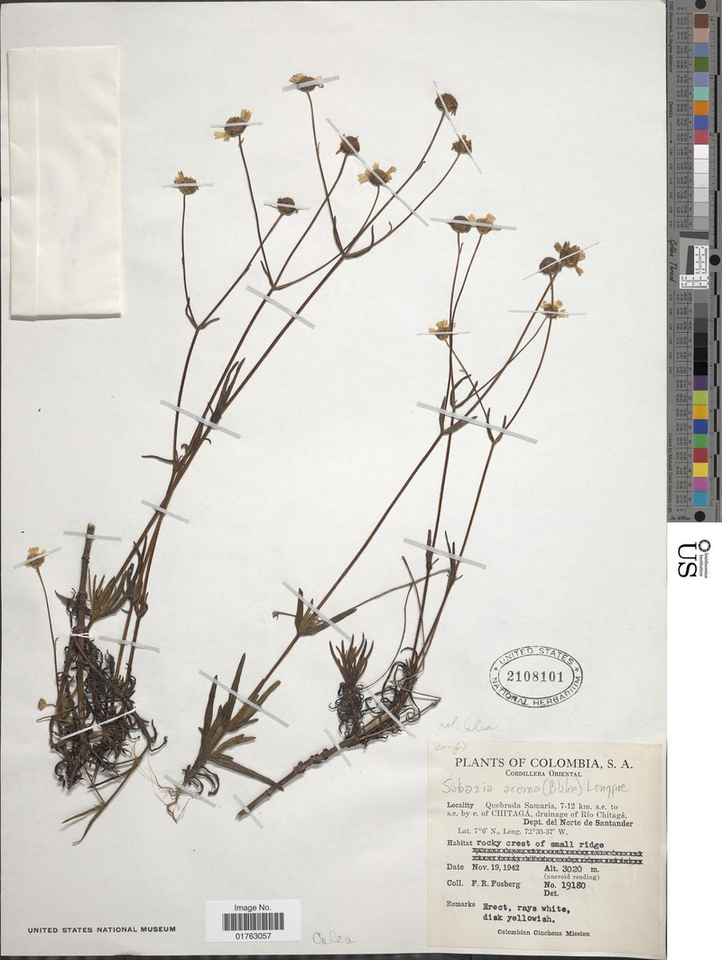 Sabazia acoma