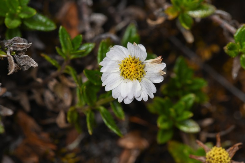Sabazia densa