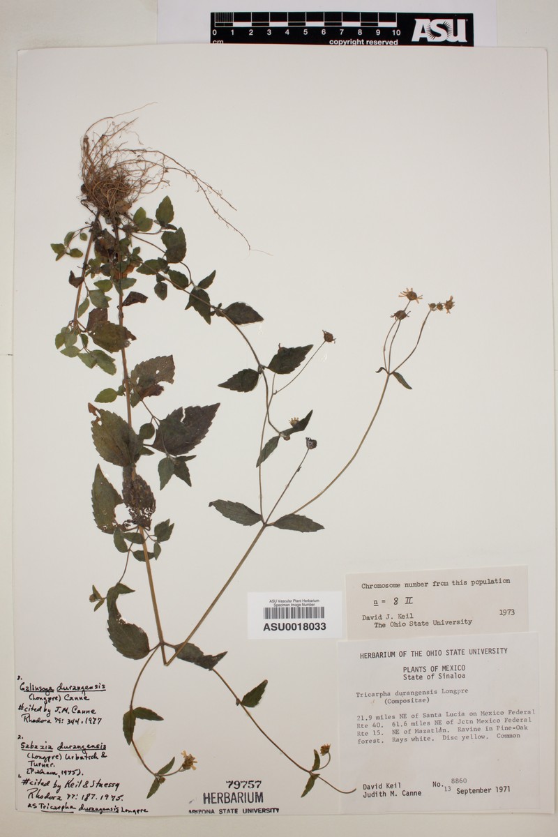 Sabazia durangensis