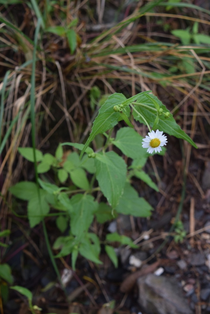 Sabazia elata