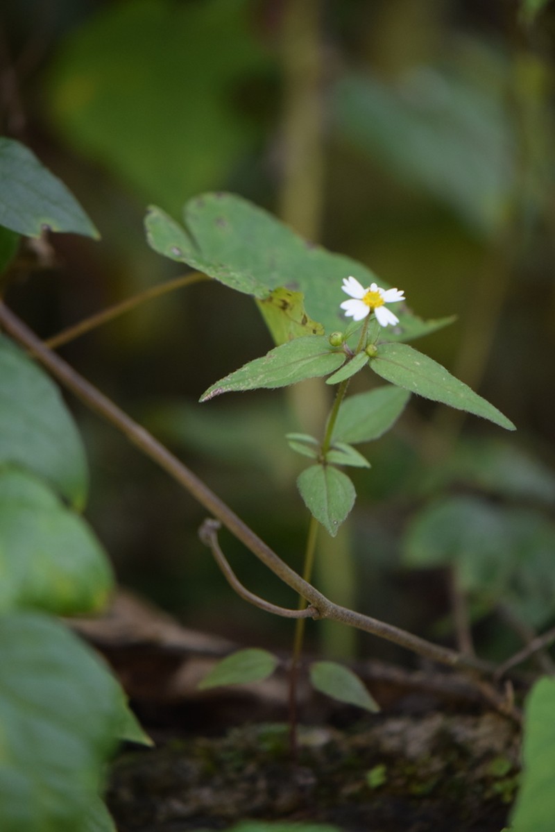 Sabazia elata photo 2