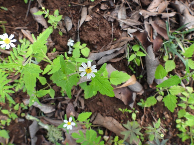 Sabazia elata photo 3