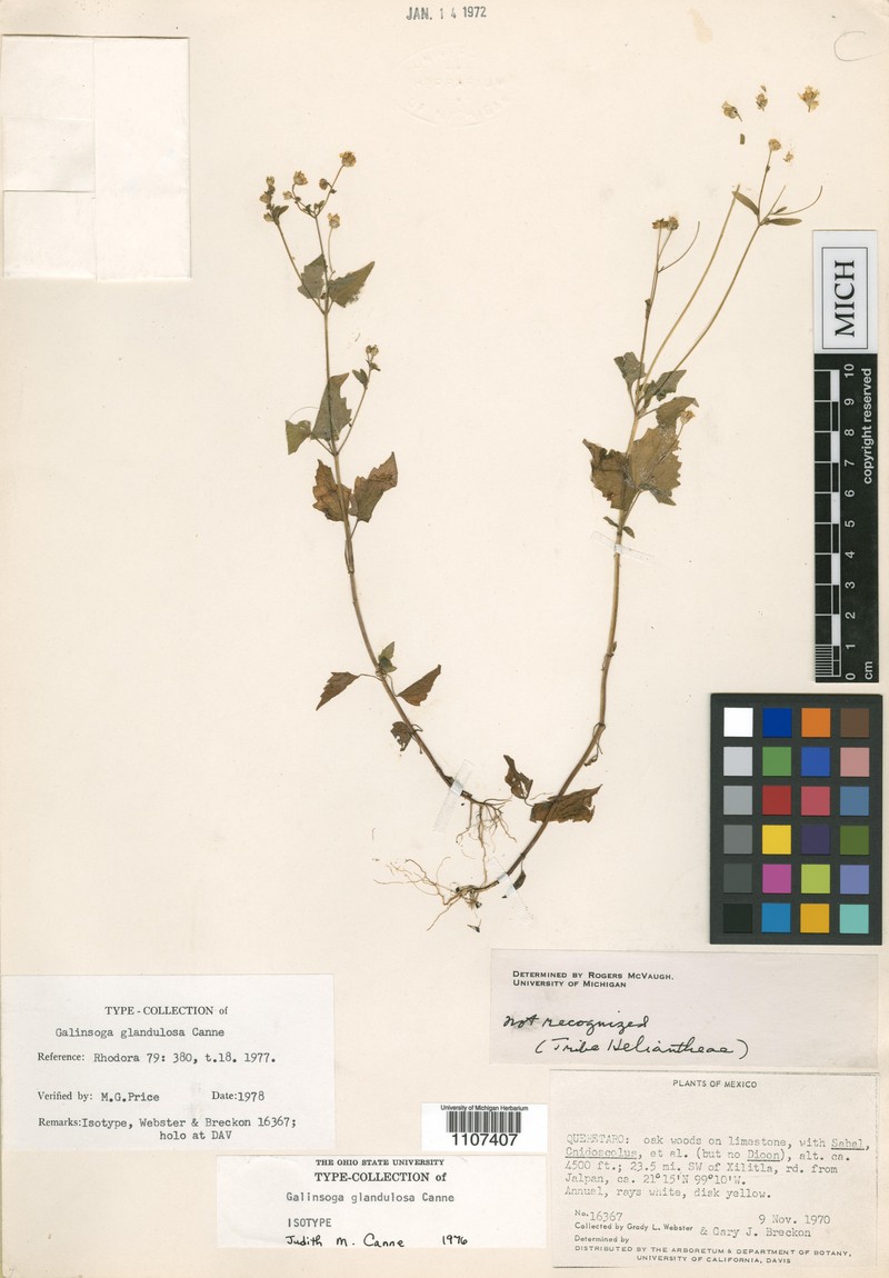 Sabazia glandulosa