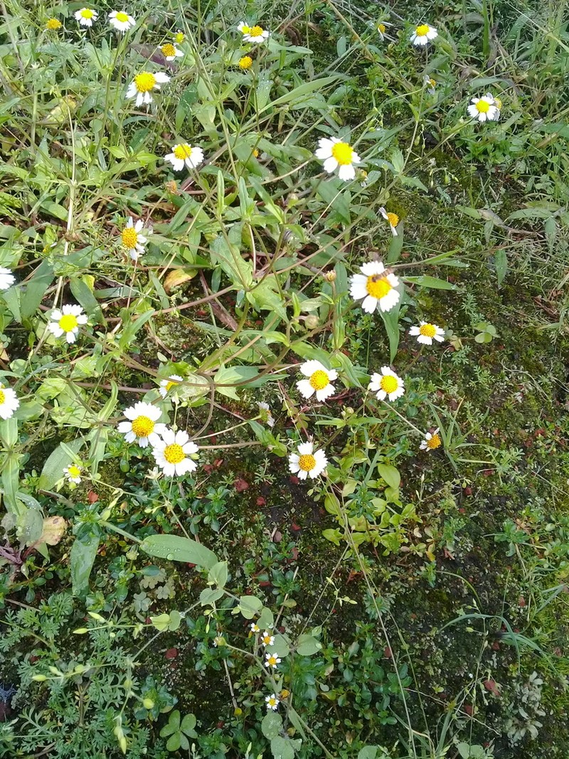 Sabazia humilis