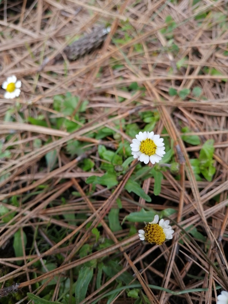 Sabazia humilis photo 2