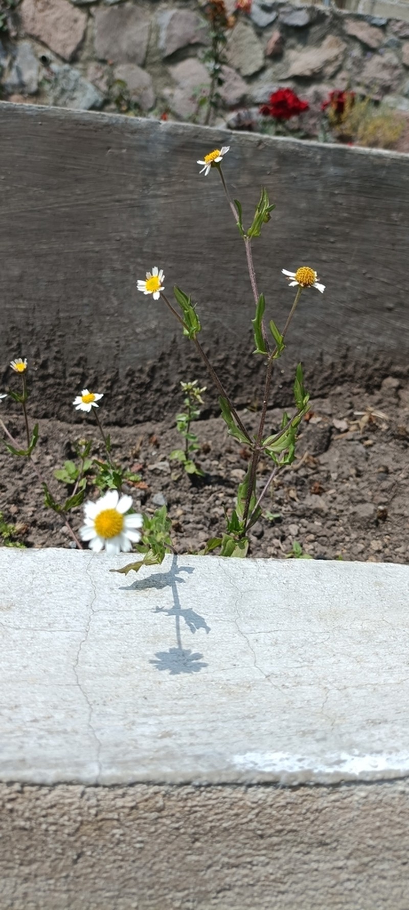 Sabazia humilis photo 3