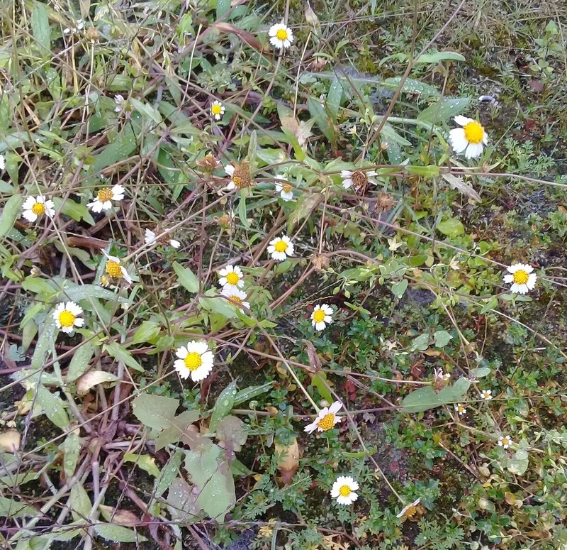 Sabazia humilis photo 4