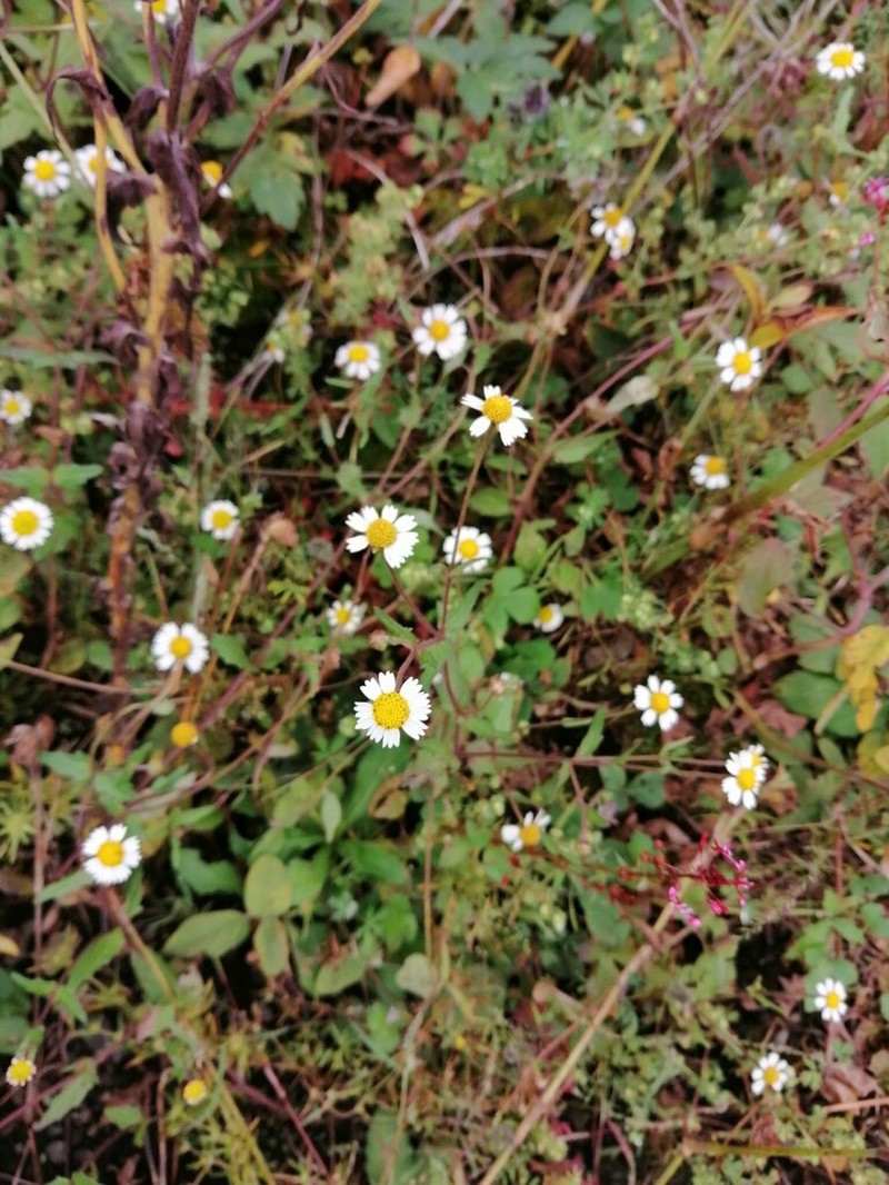 Sabazia humilis photo 6