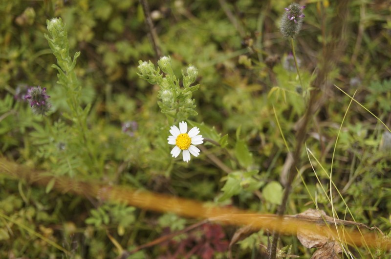 Sabazia humilis photo 7