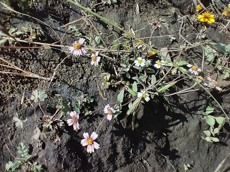 Sabazia humilis photo 8