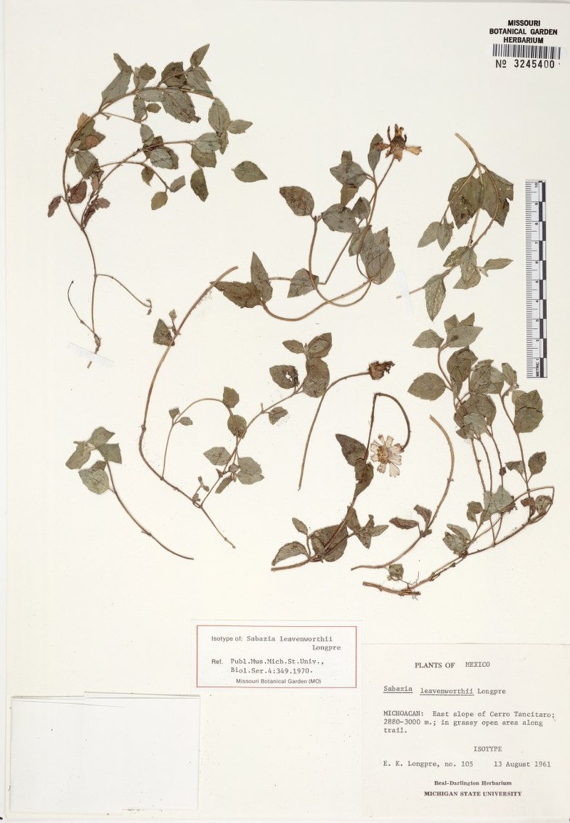Sabazia leavenworthii