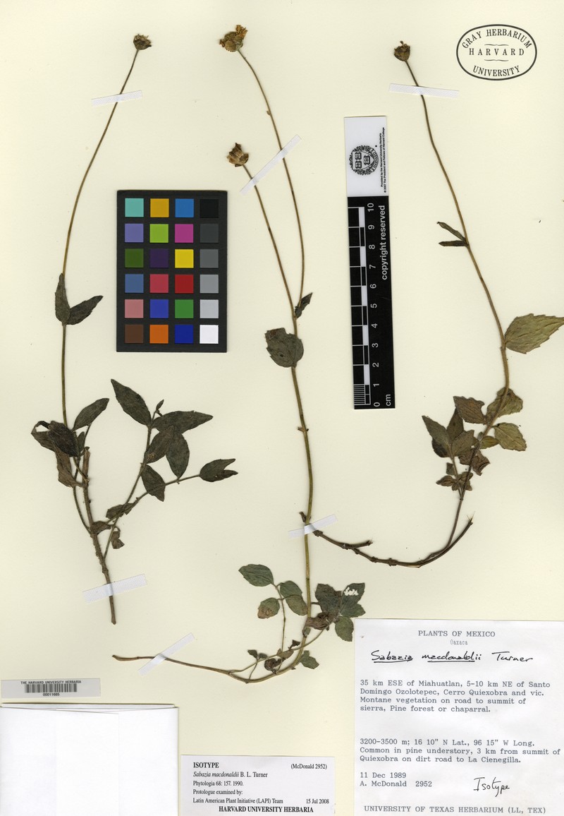 Sabazia macdonaldii